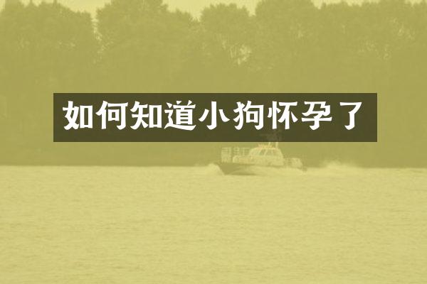 如何知道小狗怀孕了