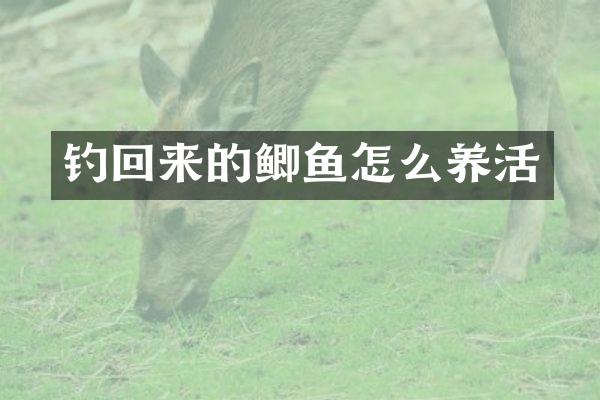 钓回来的鲫鱼怎么养活