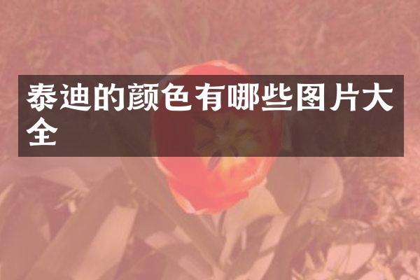 泰迪的颜色有哪些图片大全