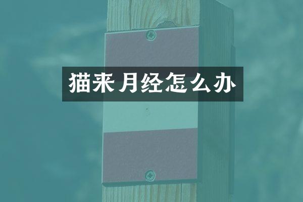 猫来月经怎么办