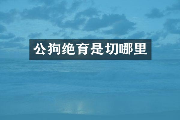 公狗绝育是切哪里
