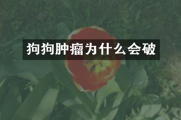 狗狗肿瘤为什么会破