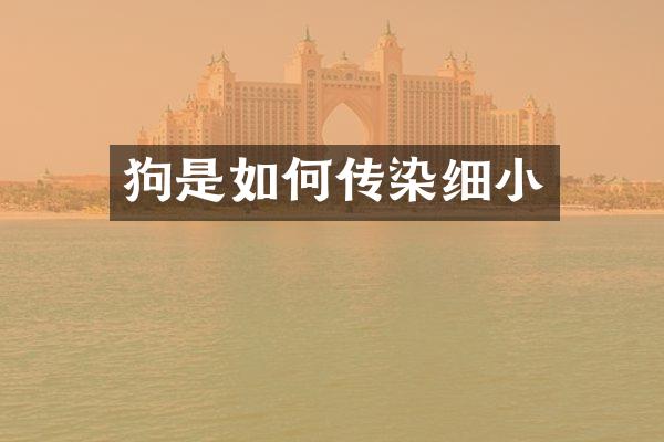 狗是如何传染细小