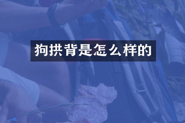 狗拱背是怎么样的