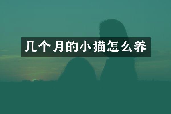 几个月的小猫怎么养