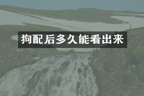 狗配后多久能看出来