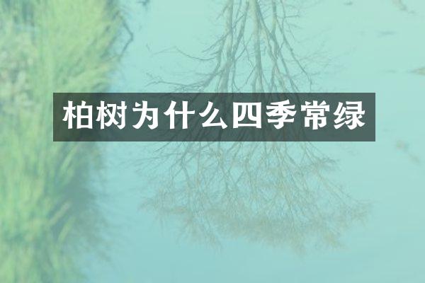柏树为什么四季常绿