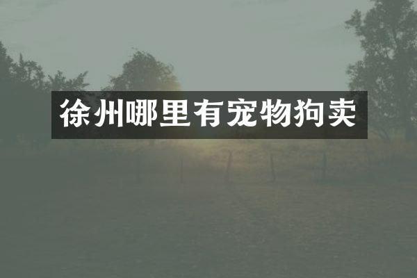徐州哪里有宠物狗卖