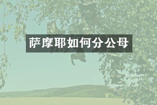 萨摩耶如何分公母