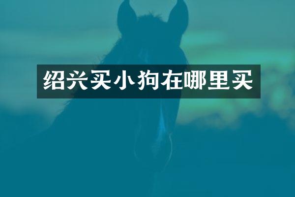 绍兴买小狗在哪里买