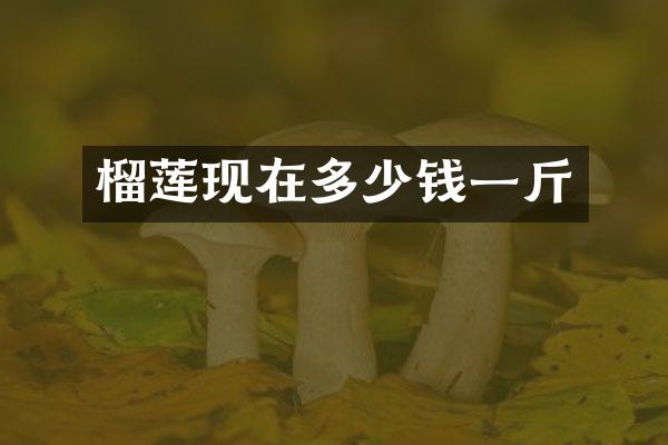 榴莲现在多少钱一斤