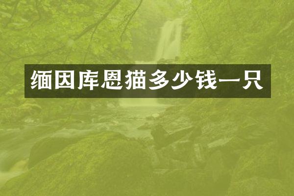 缅因库恩猫多少钱一只