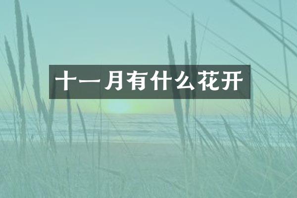 十一月有什么花开