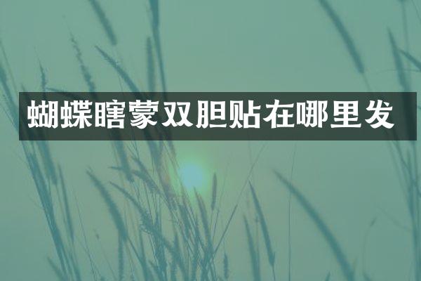 蝴蝶瞎蒙双胆贴在哪里发