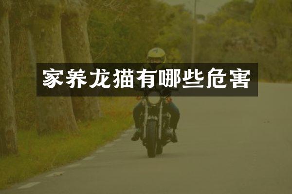 家养龙猫有哪些危害