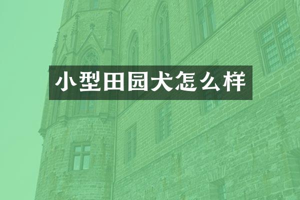 小型田园犬怎么样