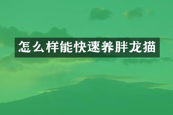 怎么样能快速养胖龙猫