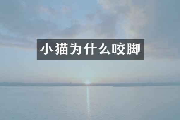 小猫为什么咬脚