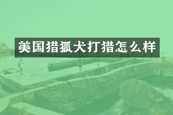 美国猎狐犬打猎怎么样