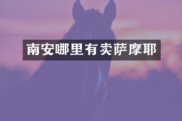 南安哪里有卖萨摩耶