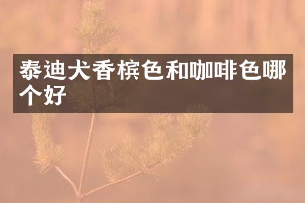 泰迪犬香槟色和咖啡色哪个好