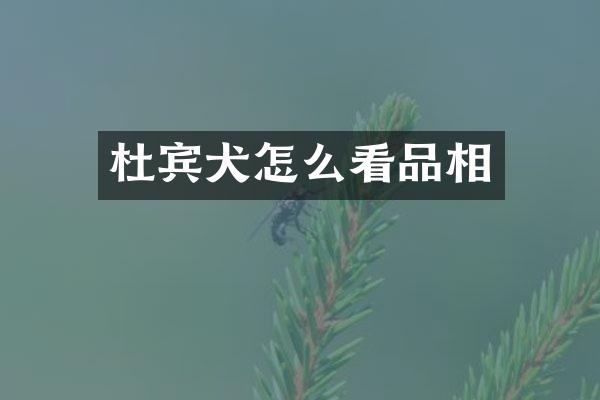杜宾犬怎么看品相