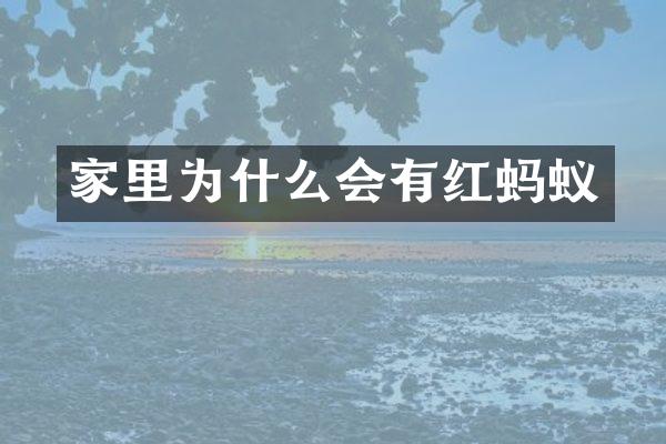 家里为什么会有红蚂蚁