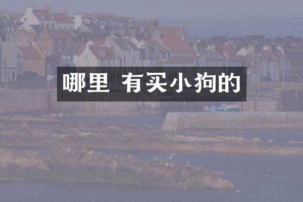 哪里 有买小狗的