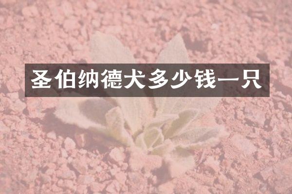 圣伯纳德犬多少钱一只