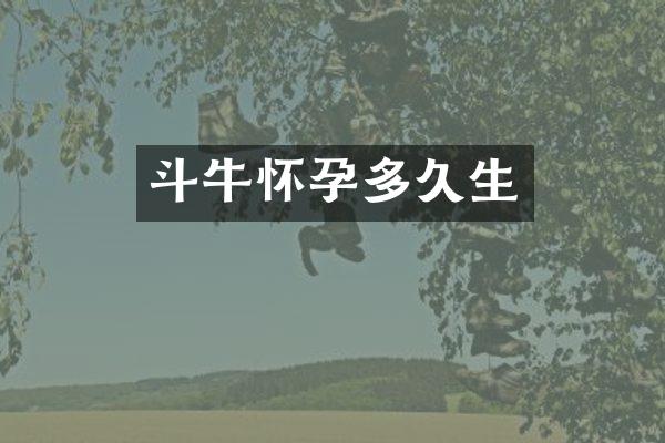 斗牛怀孕多久生
