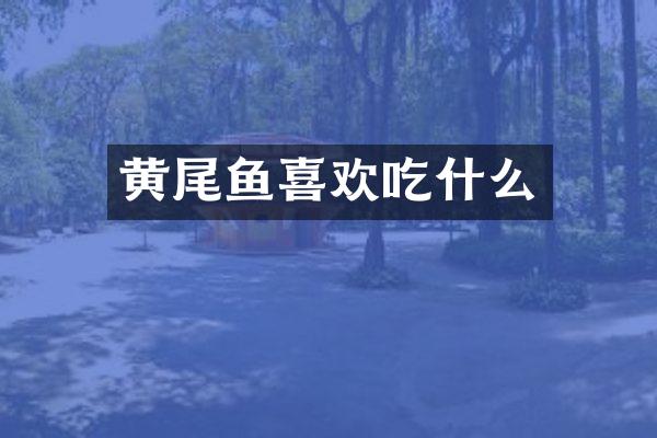 黄尾鱼喜欢吃什么