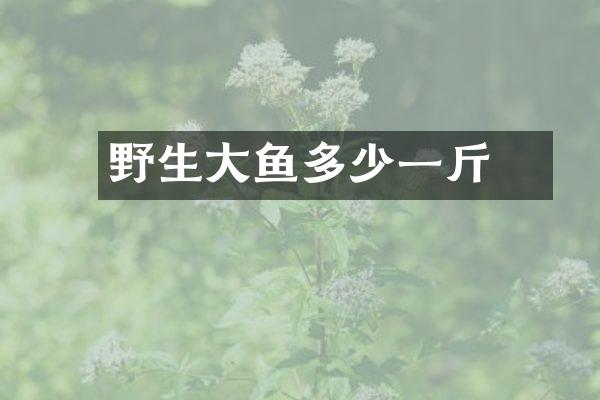 野生大鱤鱼多少一斤