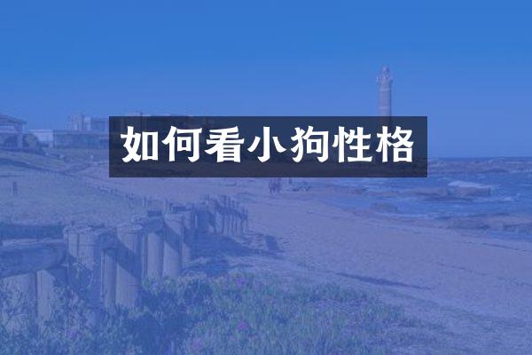 如何看小狗性格