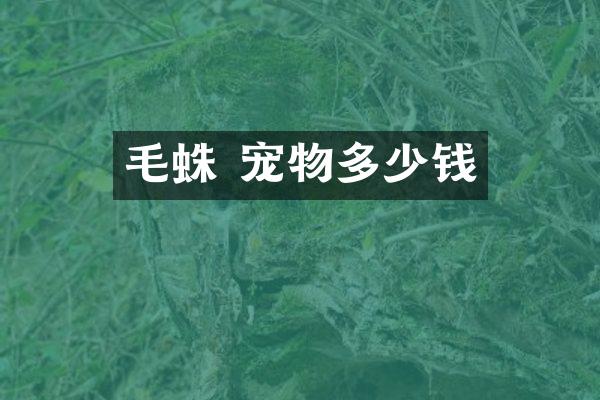 毛蛛 宠物多少钱