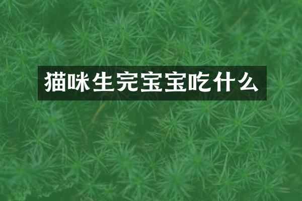 猫咪生完宝宝吃什么
