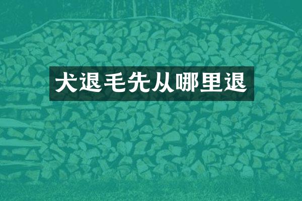 犬退毛先从哪里退