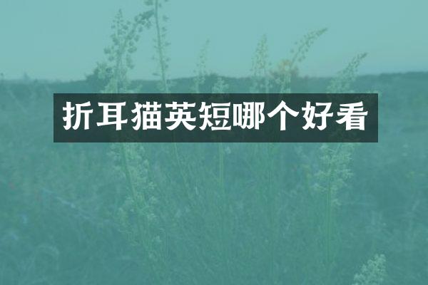 折耳猫英短哪个好看