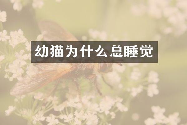 幼猫为什么总睡觉