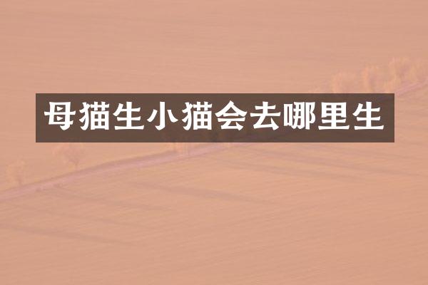 母猫生小猫会去哪里生
