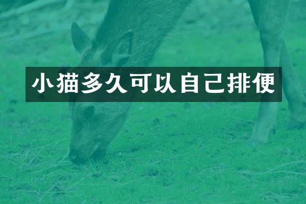 小猫多久可以自己排便