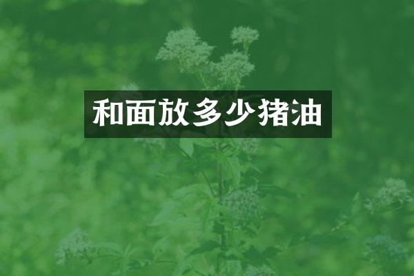和面放多少猪油
