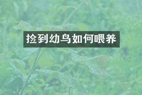 捡到幼鸟如何喂养