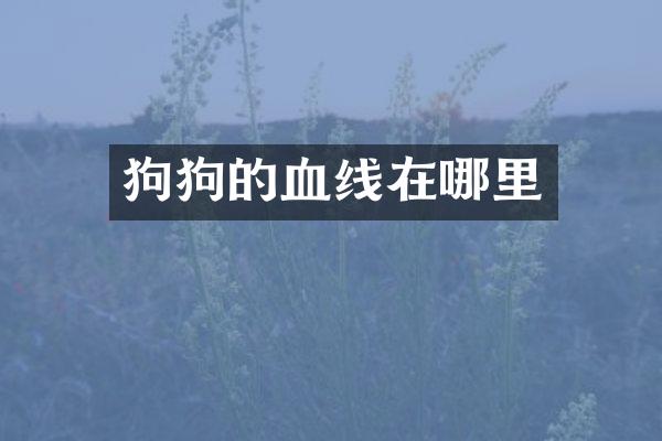 狗狗的血线在哪里