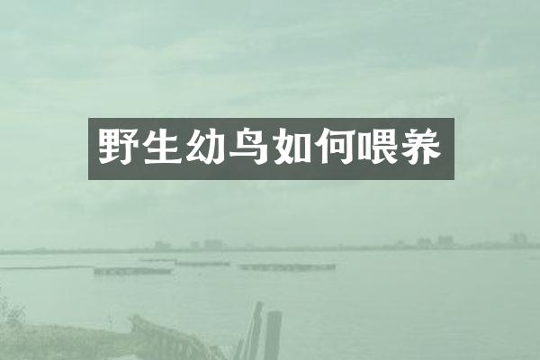野生幼鸟如何喂养
