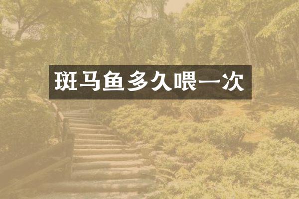斑马鱼多久喂一次