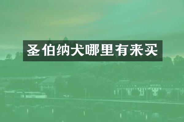 圣伯纳犬哪里有来买