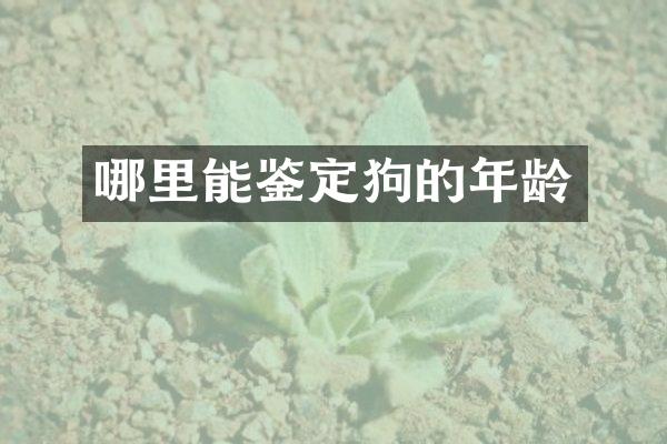 哪里能鉴定狗的年龄