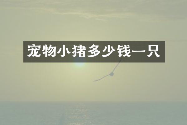 宠物小猪多少钱一只