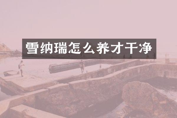 雪纳瑞怎么养才干净