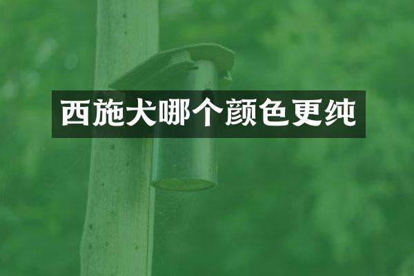 西施犬哪个颜色更纯